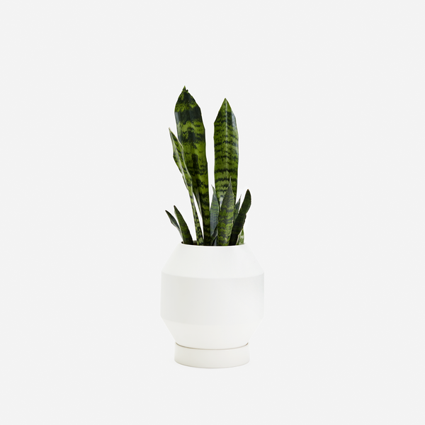 Areaware Radial Planter with Base Areaware Radial Planter with Base