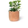 Meso Goods Large Wavy Planter - Thumbnail 1