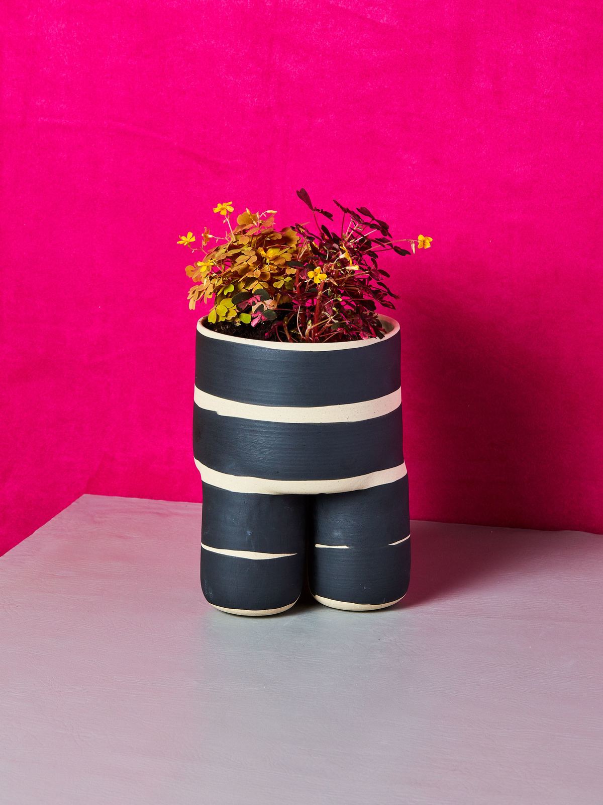 Black Striped Milking Planter