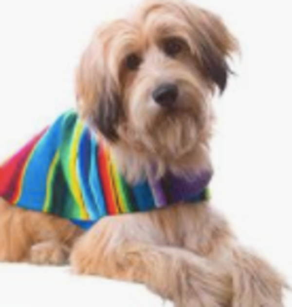 Baja Ponchos Dog Poncho