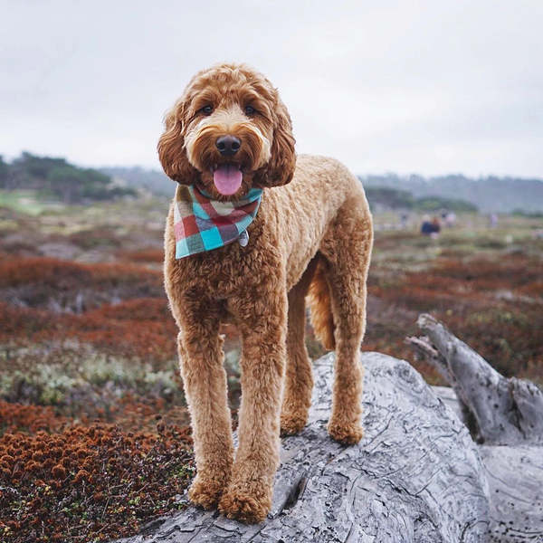 The Foggy Dog Taos Flannel Dog Bandana
