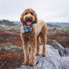 The Foggy Dog Taos Flannel Dog Bandana - Thumbnail 1