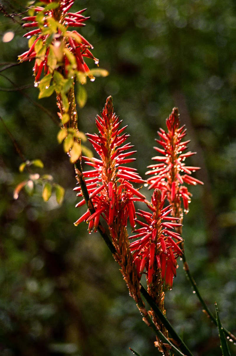 Flamingo Estate Petrichor Candle