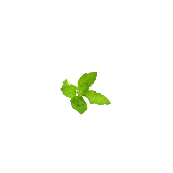 Plantas Medicinas Kapha Balancing Conditioner Bar Plantas Medicinas Kapha Balancing Conditioner Bar