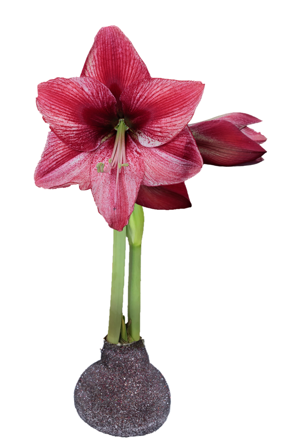 Daylily Nursery Revelation Silver/Red Glitter Base 36+ Bulb