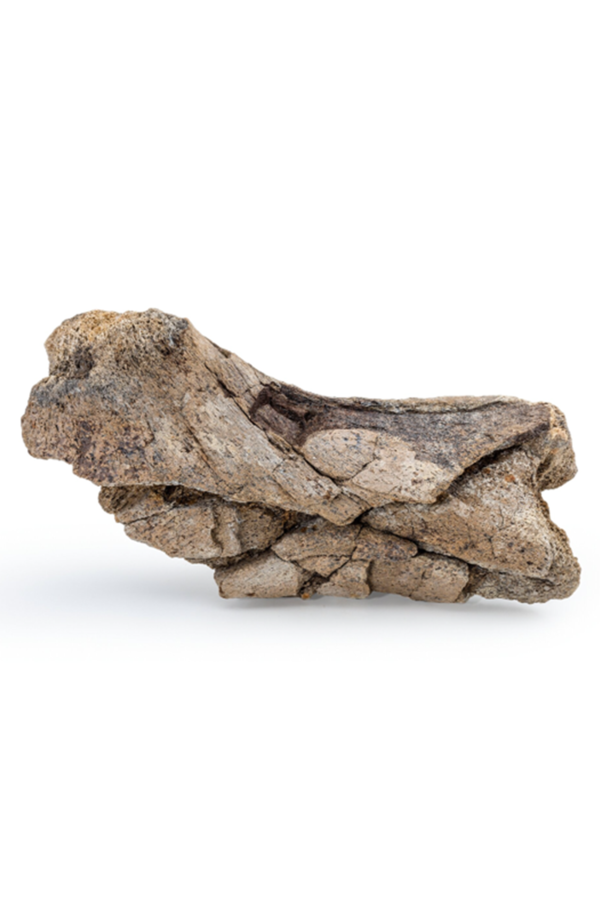 Maison Avenir Dinosaur Bone Fossil