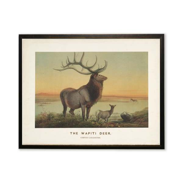 Antique Curiosities The Wapiti Deer Scene Framed Art Print