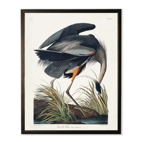 Antique Curiosities Black Heron Framed Print