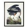 Antique Curiosities Black Heron Framed Print - Thumbnail 1
