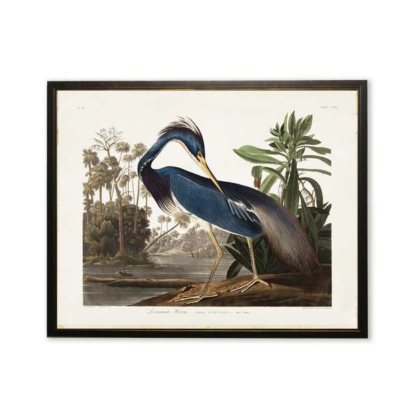 Antique Curiosities Blue Heron Framed Print