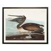 Antique Curiosities Brown Pelican in Black and Copper Frame Framed Print - Thumbnail 1