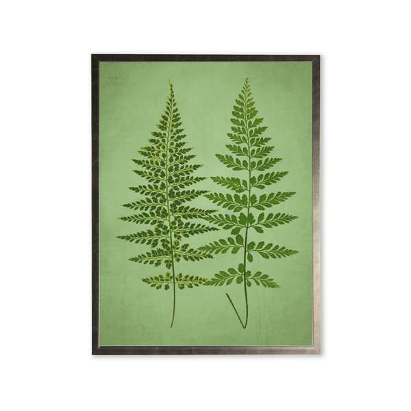 Antique Curiosities Ferns in Silver Frame Framed Print