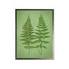 Antique Curiosities Ferns in Silver Frame Framed Print - Thumbnail 1