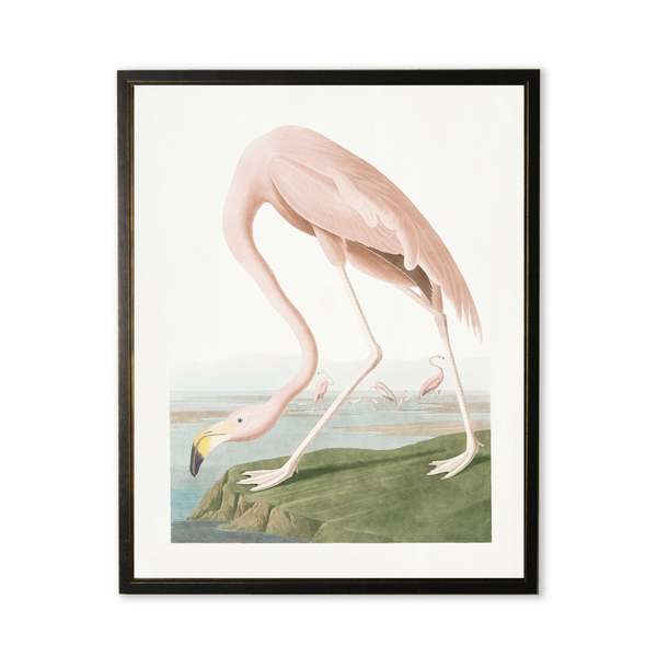 Antique Curiosities Flamingo Framed Print