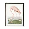 Antique Curiosities Flamingo Framed Print - Thumbnail 1