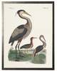Antique Curiosities Herons Framed Print - Thumbnail 1