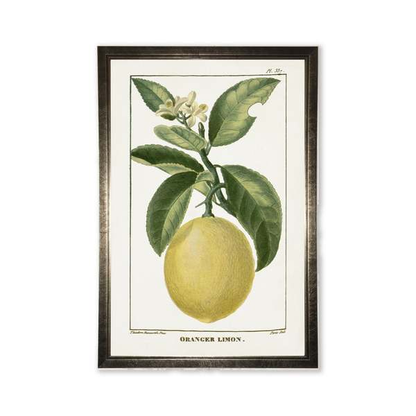 Antique Curiosities Lemon Plant in Silver Frame Print