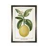 Antique Curiosities Lemon Plant in Silver Frame Print - Thumbnail 1