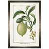 Antique Curiosities Lime Plant Framed Print - Thumbnail 1
