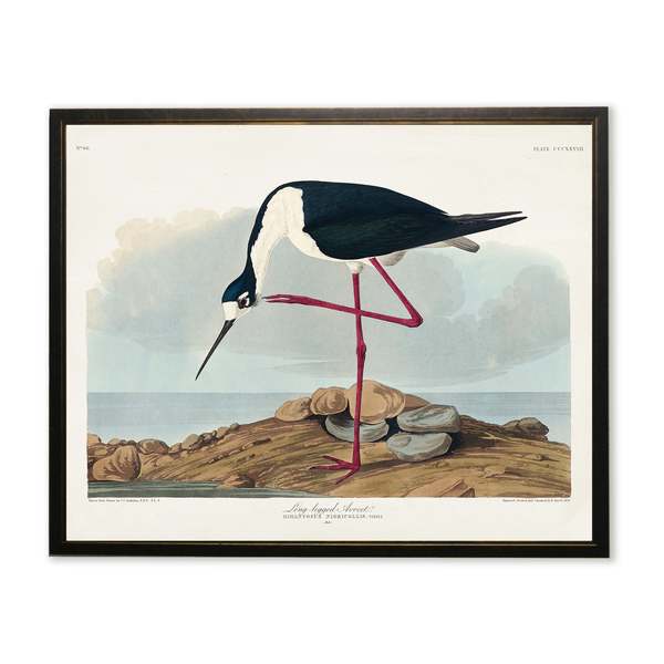 Antique Curiosities Long-Legged Avocet Framed Print