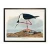 Antique Curiosities Long-Legged Avocet Framed Print - Thumbnail 1