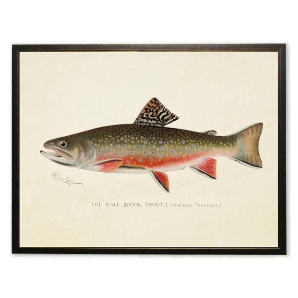 Antique Curiosities Male Brook Trout Print in Copper and Black Frame Print