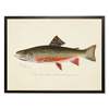Antique Curiosities Male Brook Trout Print in Copper and Black Frame Print - Thumbnail 1