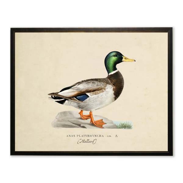 Antique Curiosities Mallard Print in Copper and Black Frame