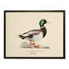 Antique Curiosities Mallard Print in Copper and Black Frame - Thumbnail 1