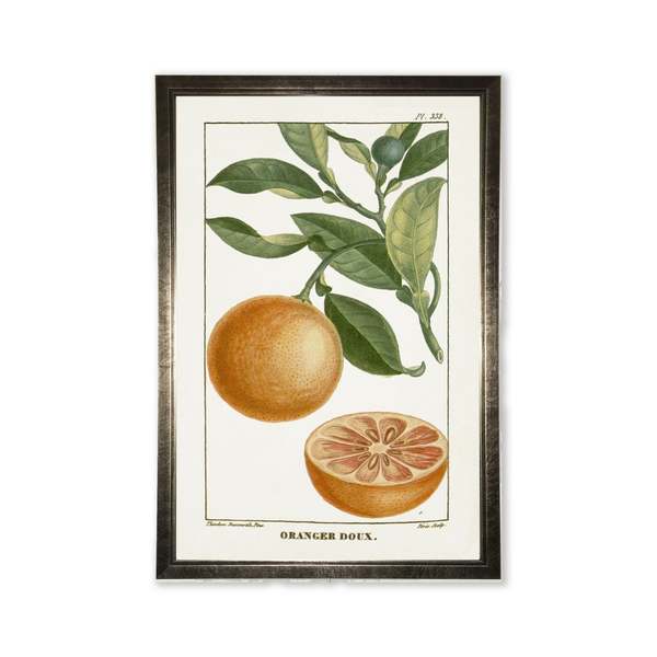 Antique Curiosities Orange Plant in Silver Frame Framed Print