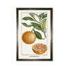 Antique Curiosities Orange Plant in Silver Frame Framed Print - Thumbnail 1