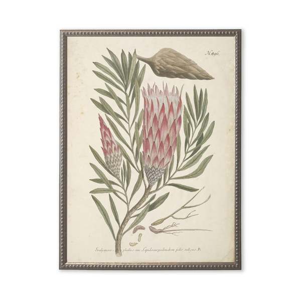 Antique Curiosities Pink Flower in Silver-Beaded Frame Framed Print