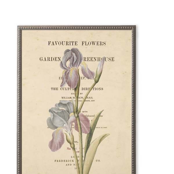 Antique Curiosities Purple Flower on Book Page Framed Print