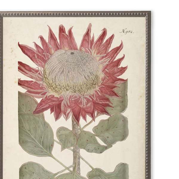 Antique Curiosities Red Flower in Silver-Beaded Frame Framed Print