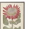 Antique Curiosities Red Flower in Silver-Beaded Frame Framed Print - Thumbnail 1