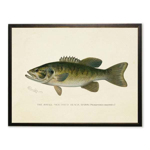 Antique Curiosities Small-Mouthed Black Bass Print
