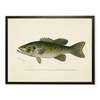 Antique Curiosities Small-Mouthed Black Bass Print - Thumbnail 1