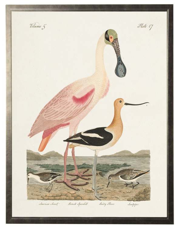 Antique Curiosities Spoonbill Birds Framed Print