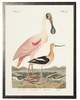 Antique Curiosities Spoonbill Birds Framed Print - Thumbnail 1