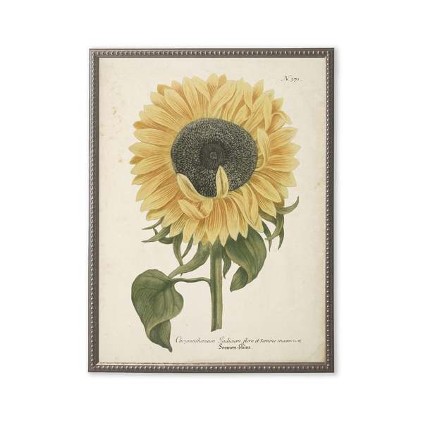 Antique Curiosities Sunflower in Silver-Beaded Frame Framed Print