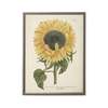 Antique Curiosities Sunflower in Silver-Beaded Frame Framed Print - Thumbnail 1