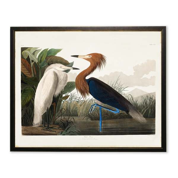 Antique Curiosities Two Herons Framed Print