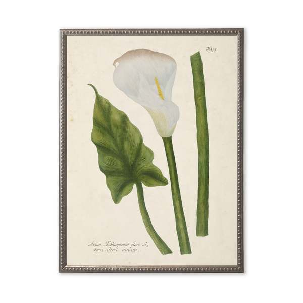 Antique Curiosities White Flower, Leaf, and Stem Framed Print