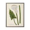 Antique Curiosities White Flower, Leaf, and Stem Framed Print - Thumbnail 1