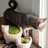 Ten Thousand Villages Garden Kitty Planter - Thumbnail 4