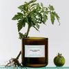 Flamingo Estate Roma Heirloom Tomato Scented Candle - Thumbnail 4