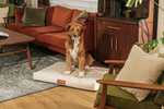 Lay Lo Modern Dog Bed or Bed Cover - Thumbnail 6