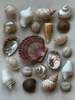 Honest Cotton Assorted Shell Magnets - Thumbnail 1
