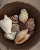 Honest Cotton Assorted Shell Magnets - Thumbnail 2