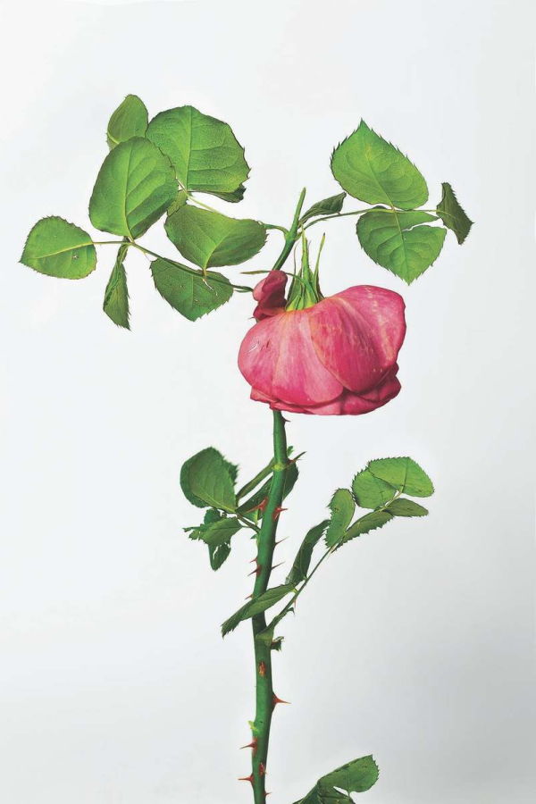 Seamus Phelan Untitled II, 2025 Limited Edition Print